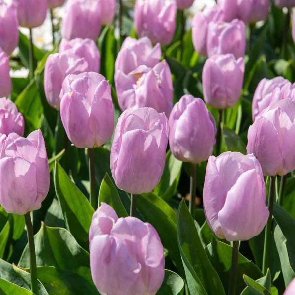 Bulbes à fleurs à planter à l'automne - Tulipe Candy Prince (x8) - face recto